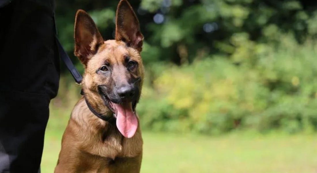 A smiling brown dog with its tongue out, with a black leg and lead next to him and a green lawn in the background