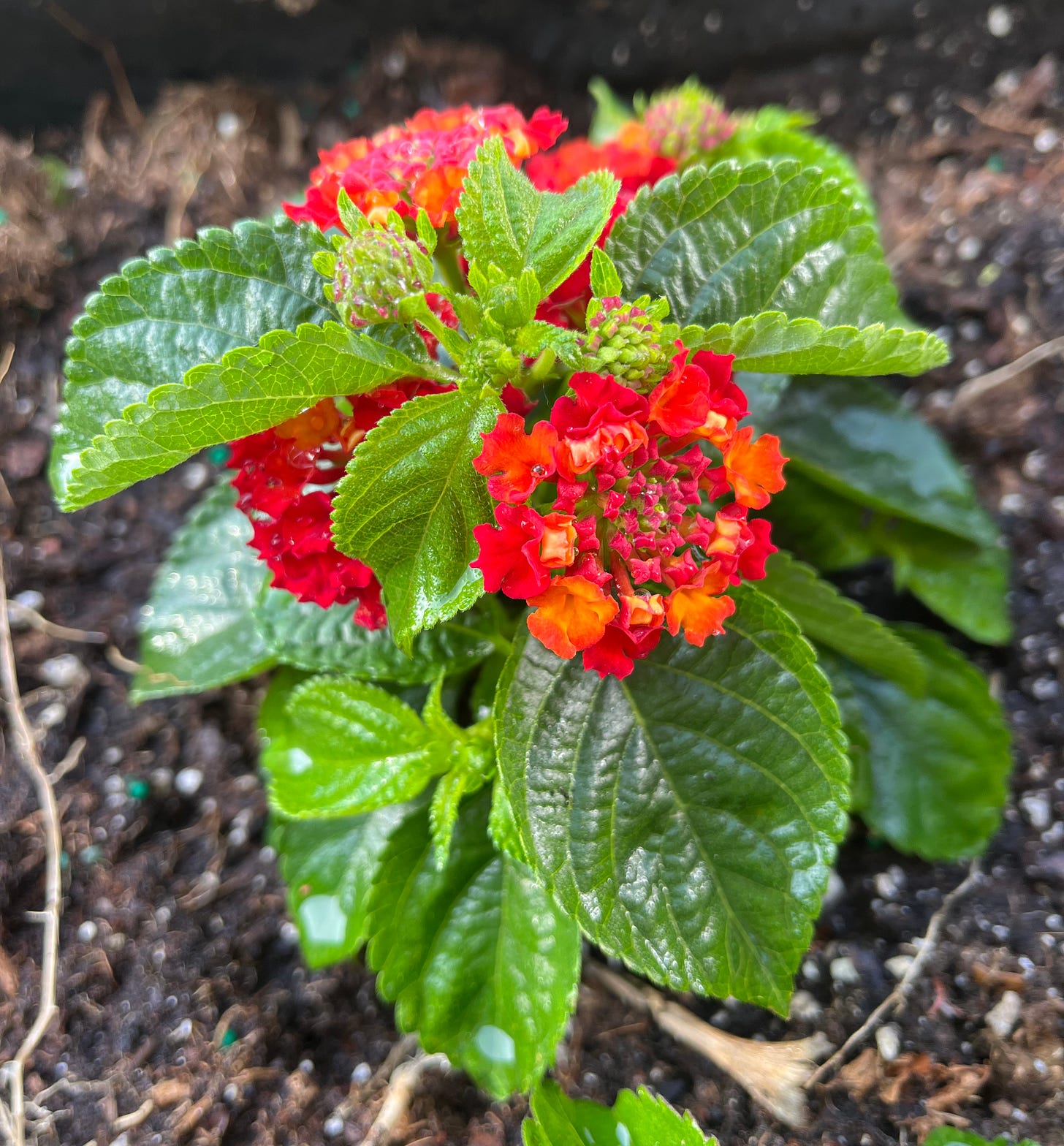 Close up photo of red and orange lantana flowers.