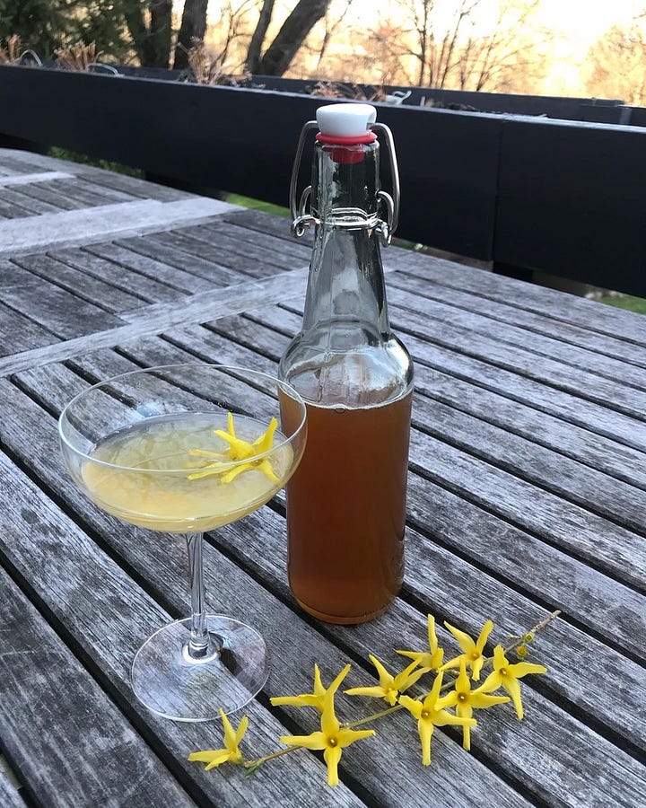 Forsythia blooms and cocktails