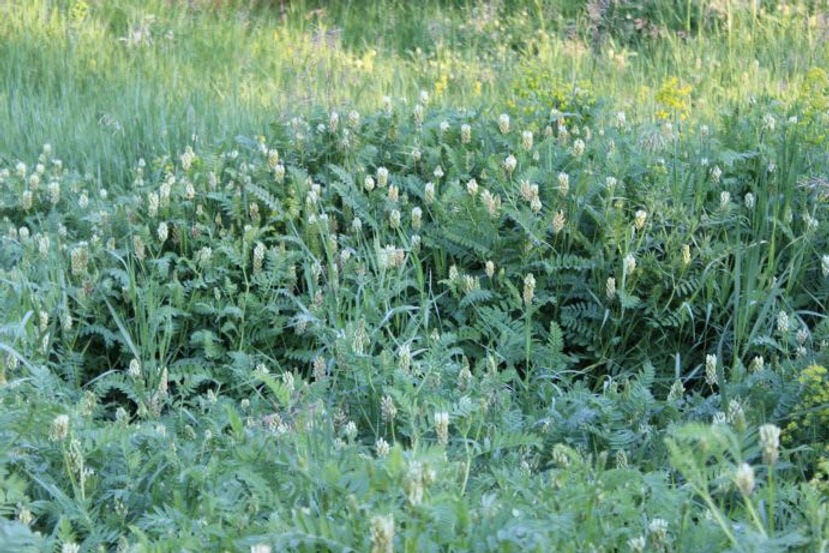 Cicer milkvetch