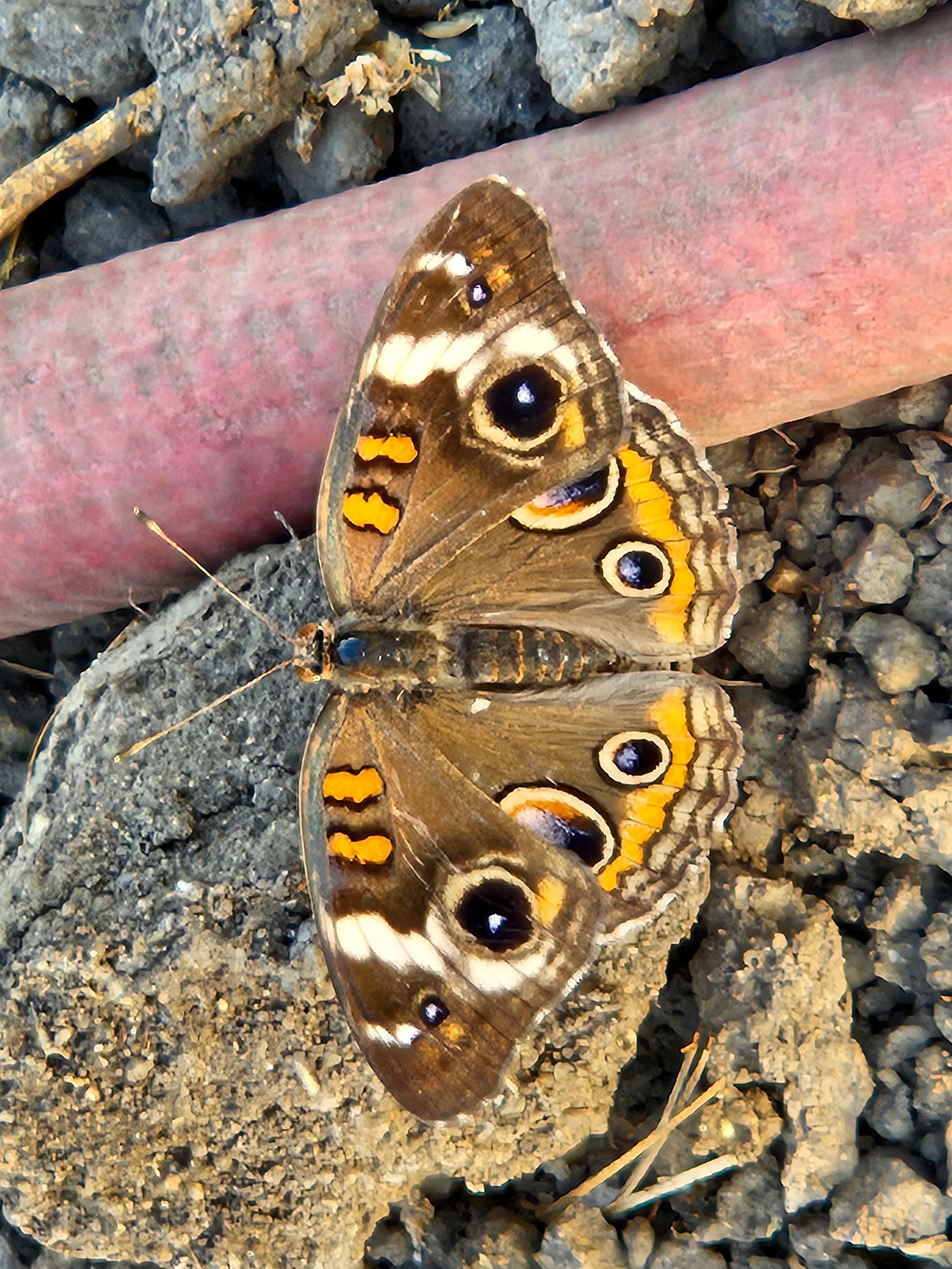 Common Buckeye butterfly Common Buckeye butterfly