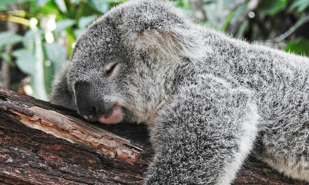 koala bear sleeping on tree koala bear sleeping on tree