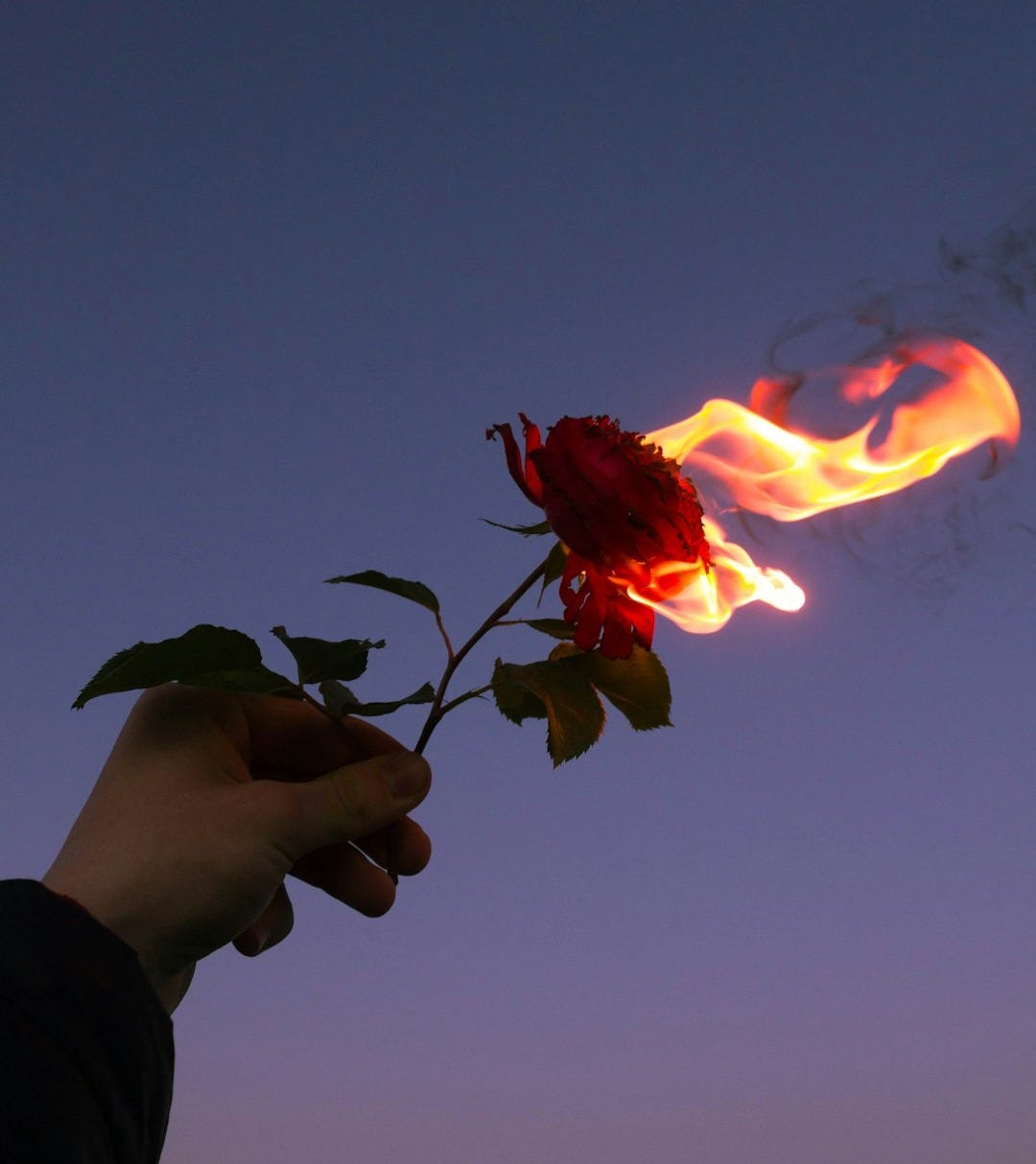 person holding red flower during sunset