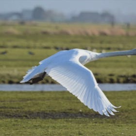 Swan Soul
