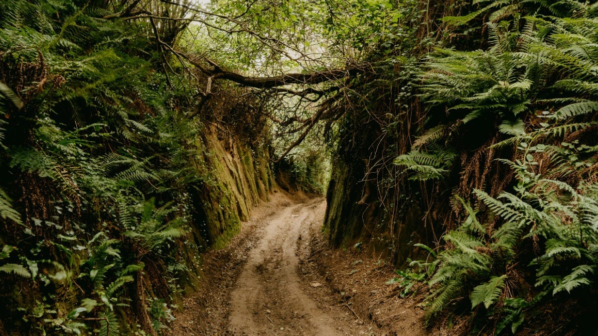 A narrow dirt path winds between high, fern-covered banks with tree branches arching overhead.