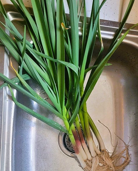Left to right: garlic scapes, Autumn Frost squash, and green garlic.