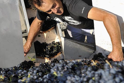 Our know-how - Didier Desvignes Vigneron