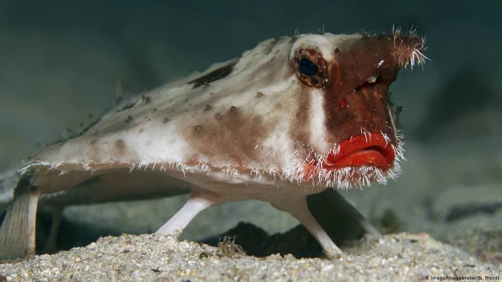 Walking in the deep | Conservation | DW | 26.06.2017