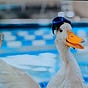 Corruption Duck
