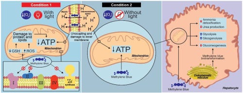 The photodynamic and direct actions of methylene blue on mitochondrial  energy metabolism: A balance of the useful and harmful effects of this  photosensitizer - ScienceDirect