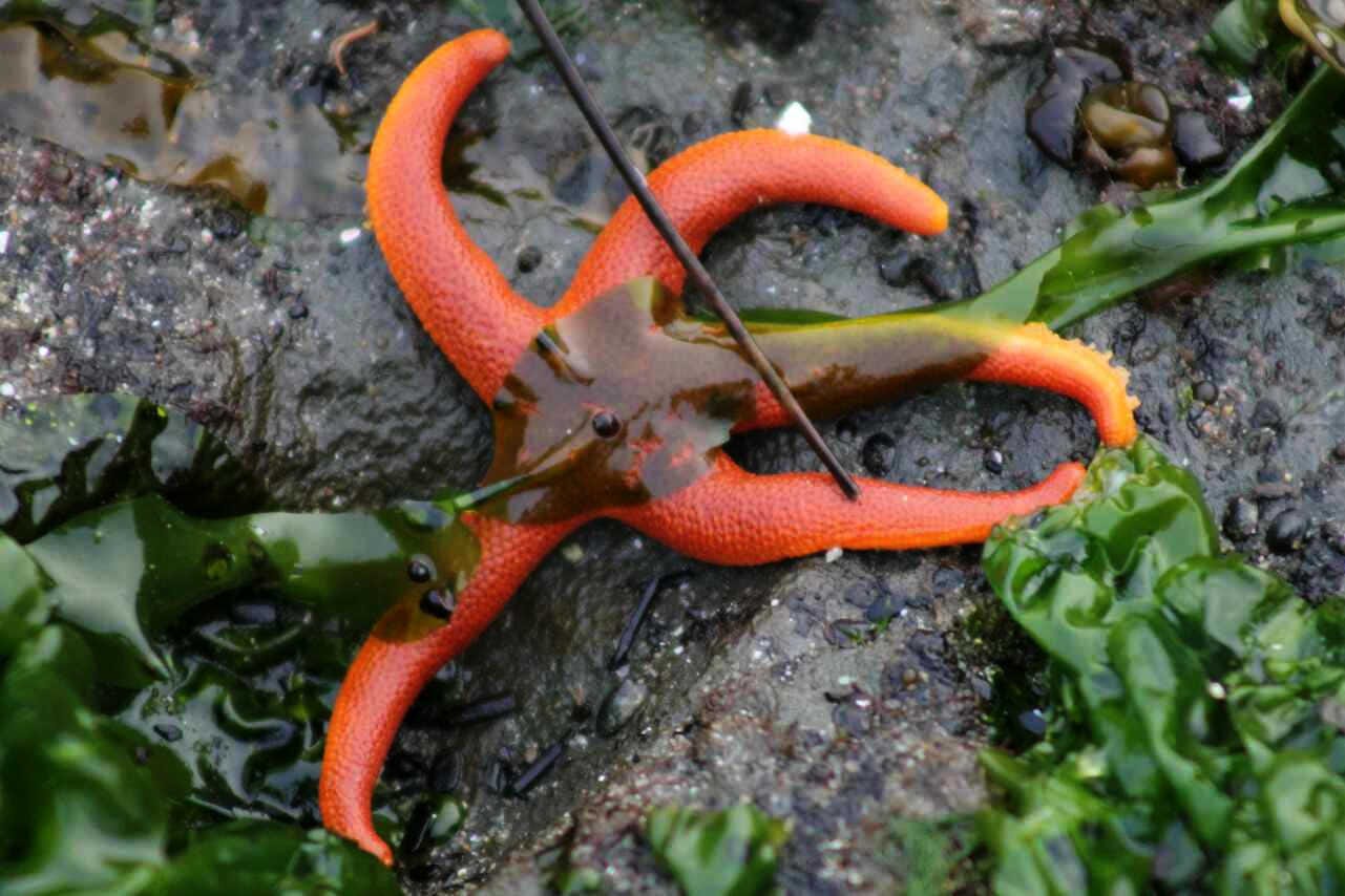 A blood sea star with its five rays swaying in curves on the rock it is attached to. Some green algae is strewn across the bright orange star. A blood sea star with its five rays swaying in curves on the rock it is attached to. Some green algae is strewn across the bright orange star.