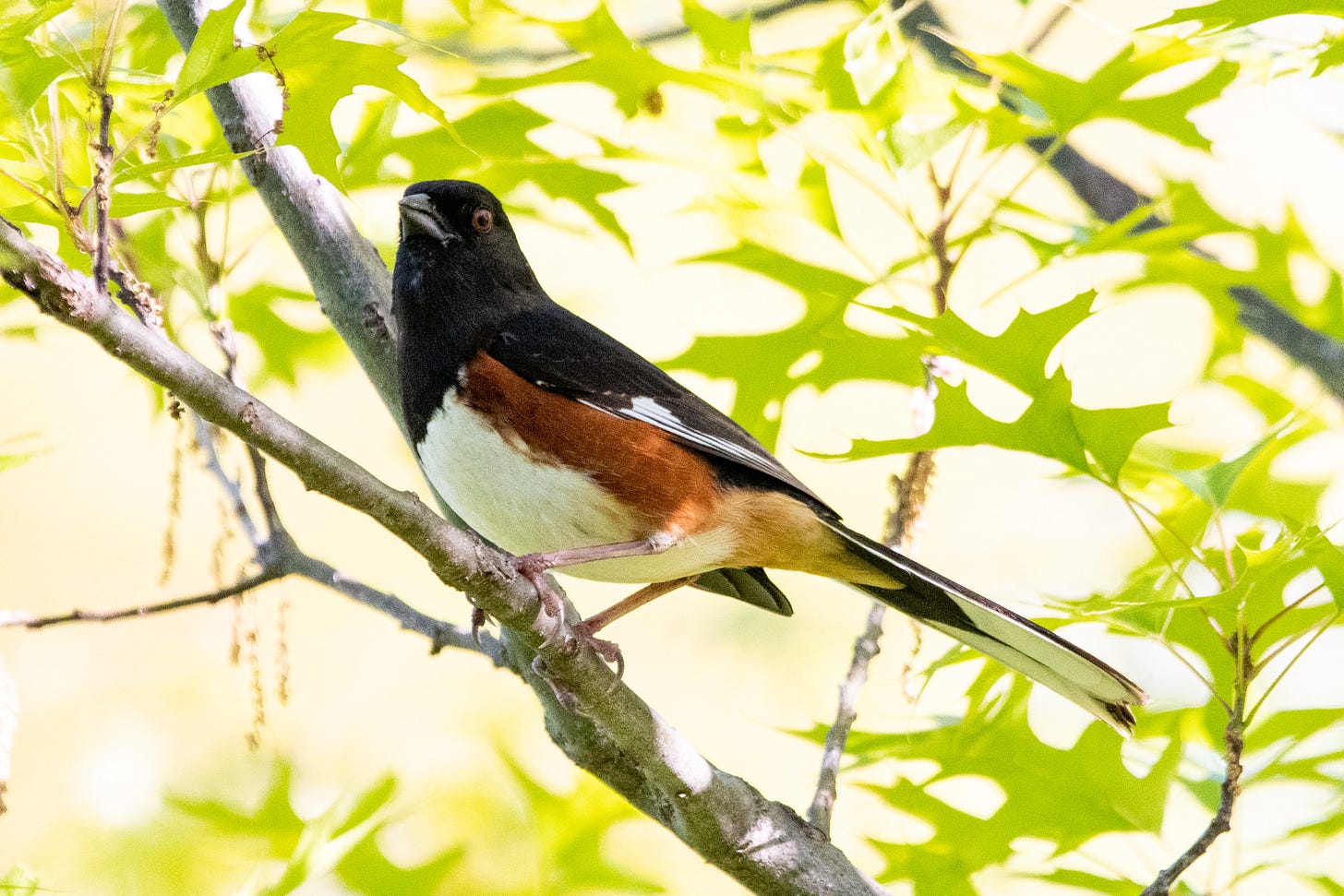 An Eastern towhee perched in an oak