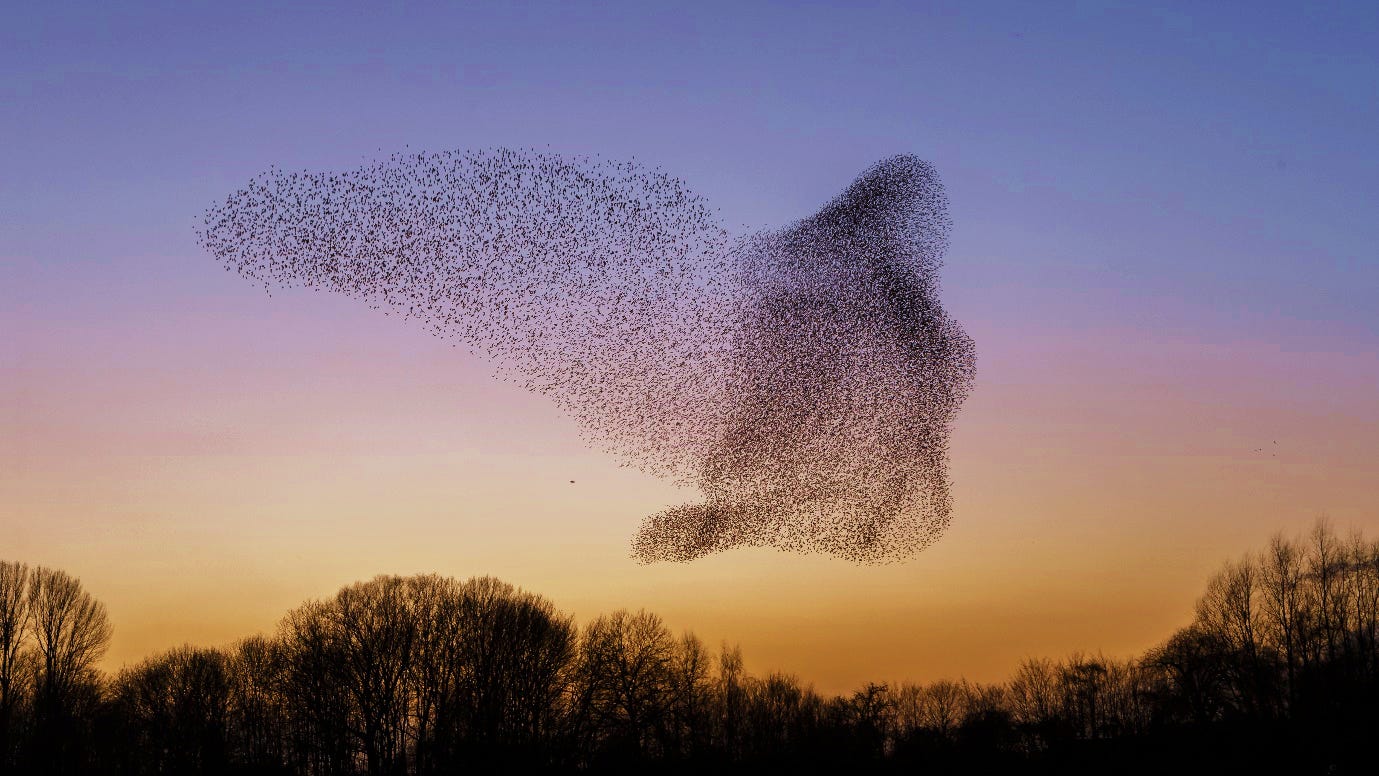Introducing the Murmuration Collaboration
