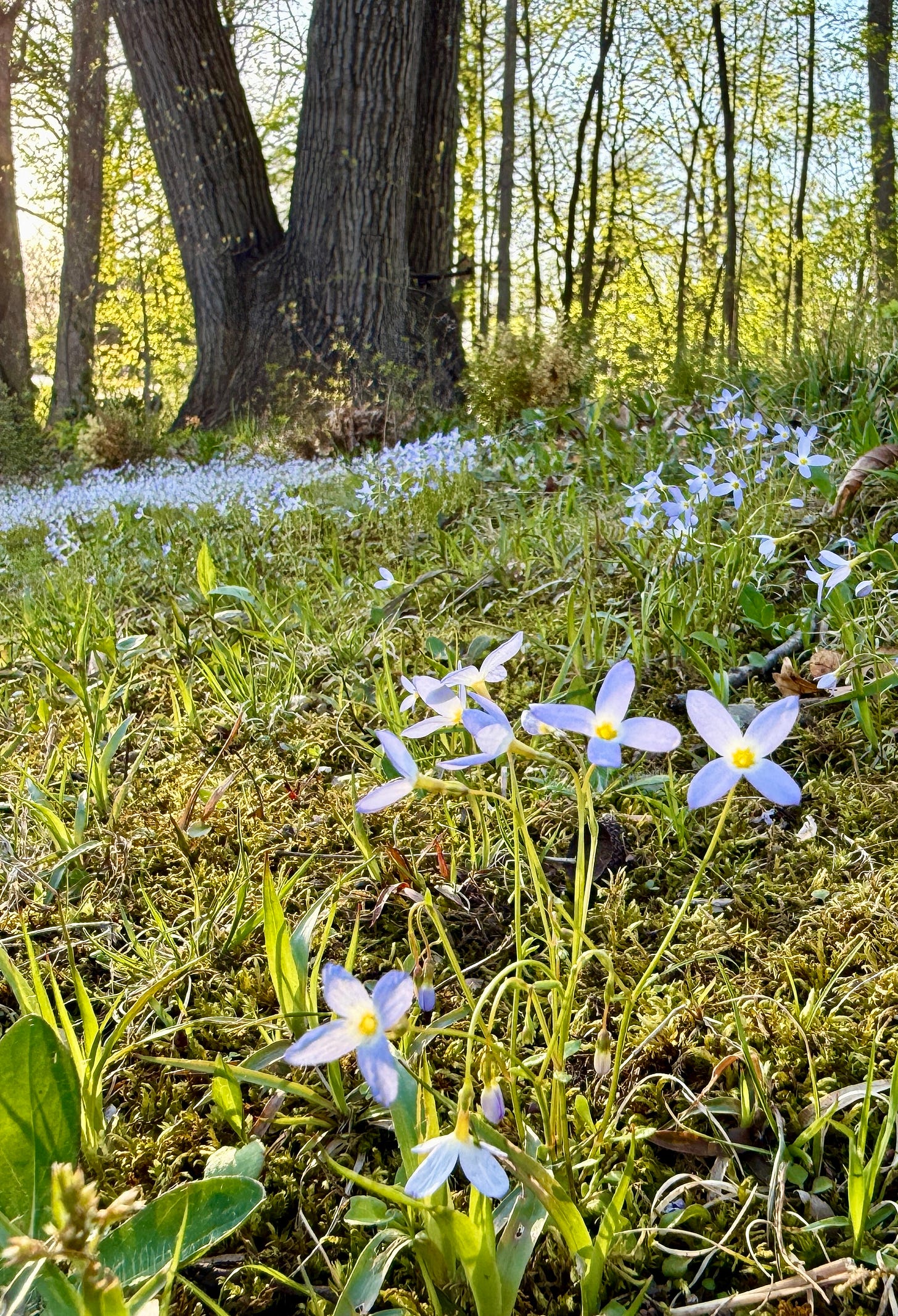 The charm of the simple bluet flowers at Havenwood are always a highlight in May.