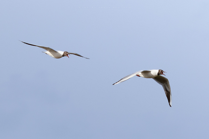 Black-Headed Gull