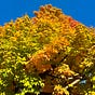 The Waltzing Maple Inn's avatar
