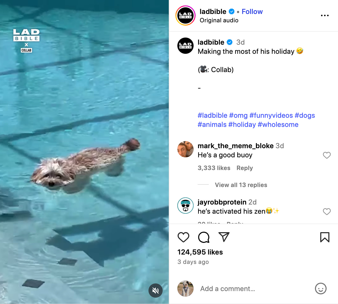 Ladbible ig reel of dog floating in a pool