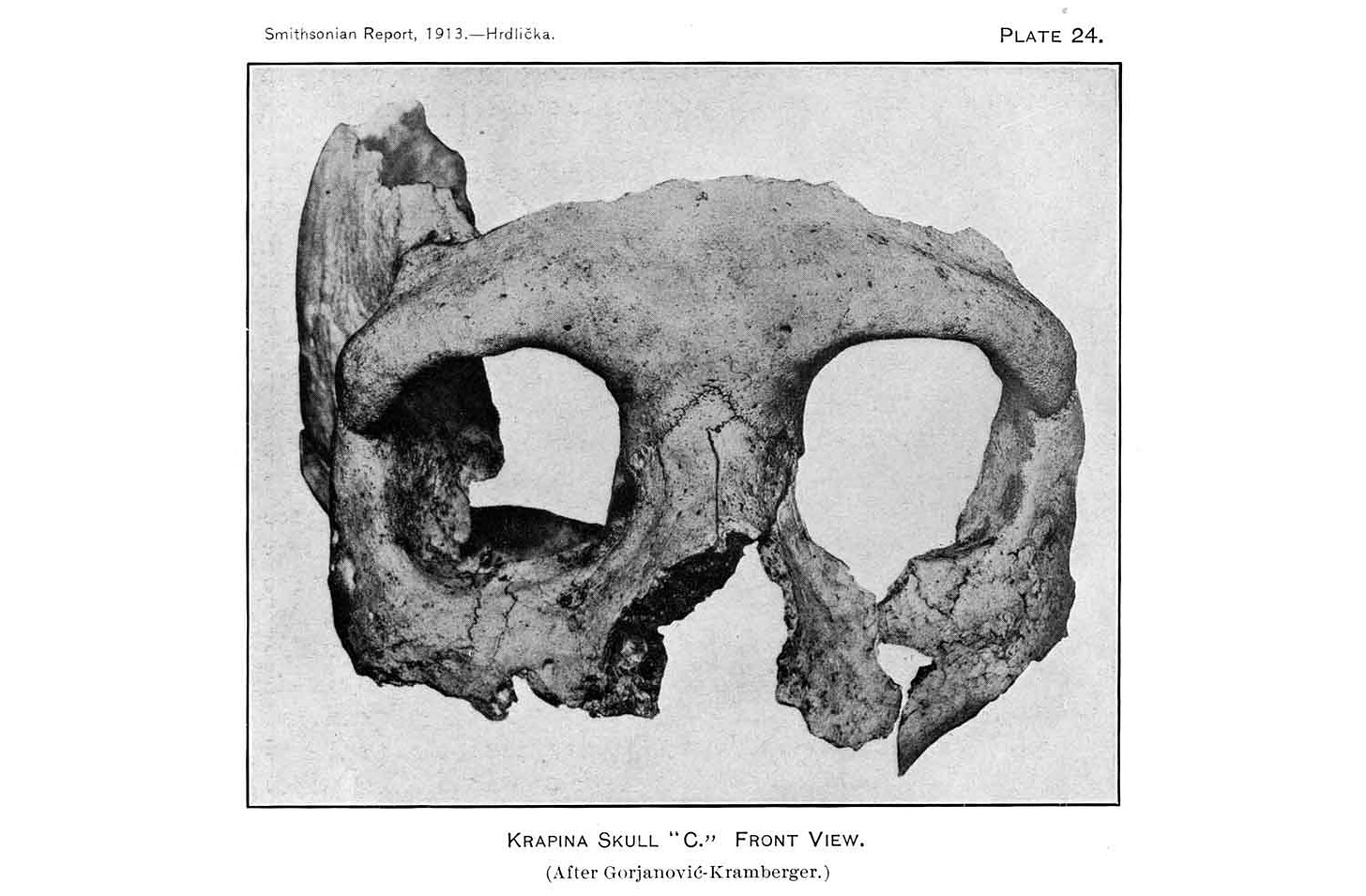 Krapina C skull from frontal view