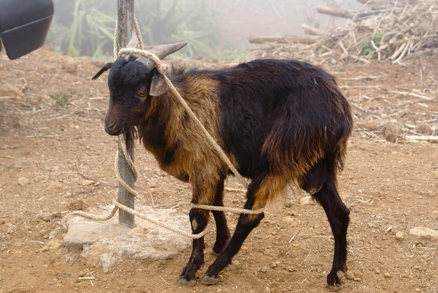 Goat tangled in a rope tied to a pole. He looks bemused, as goats often do. Goat tangled in a rope tied to a pole. He looks bemused, as goats often do.