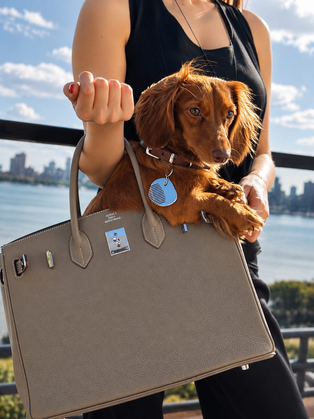 A miniature dachshund tucked into a designer tote bag by the water A miniature dachshund tucked into a designer tote bag by the water