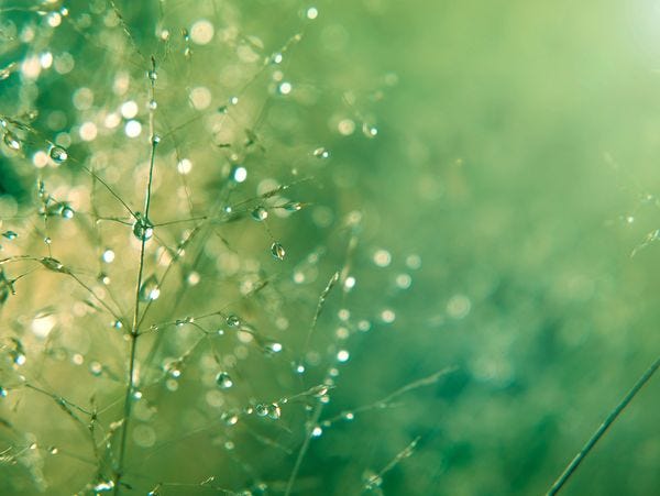 Close-up of delicate grass with dew drops sparkling in soft morning light.