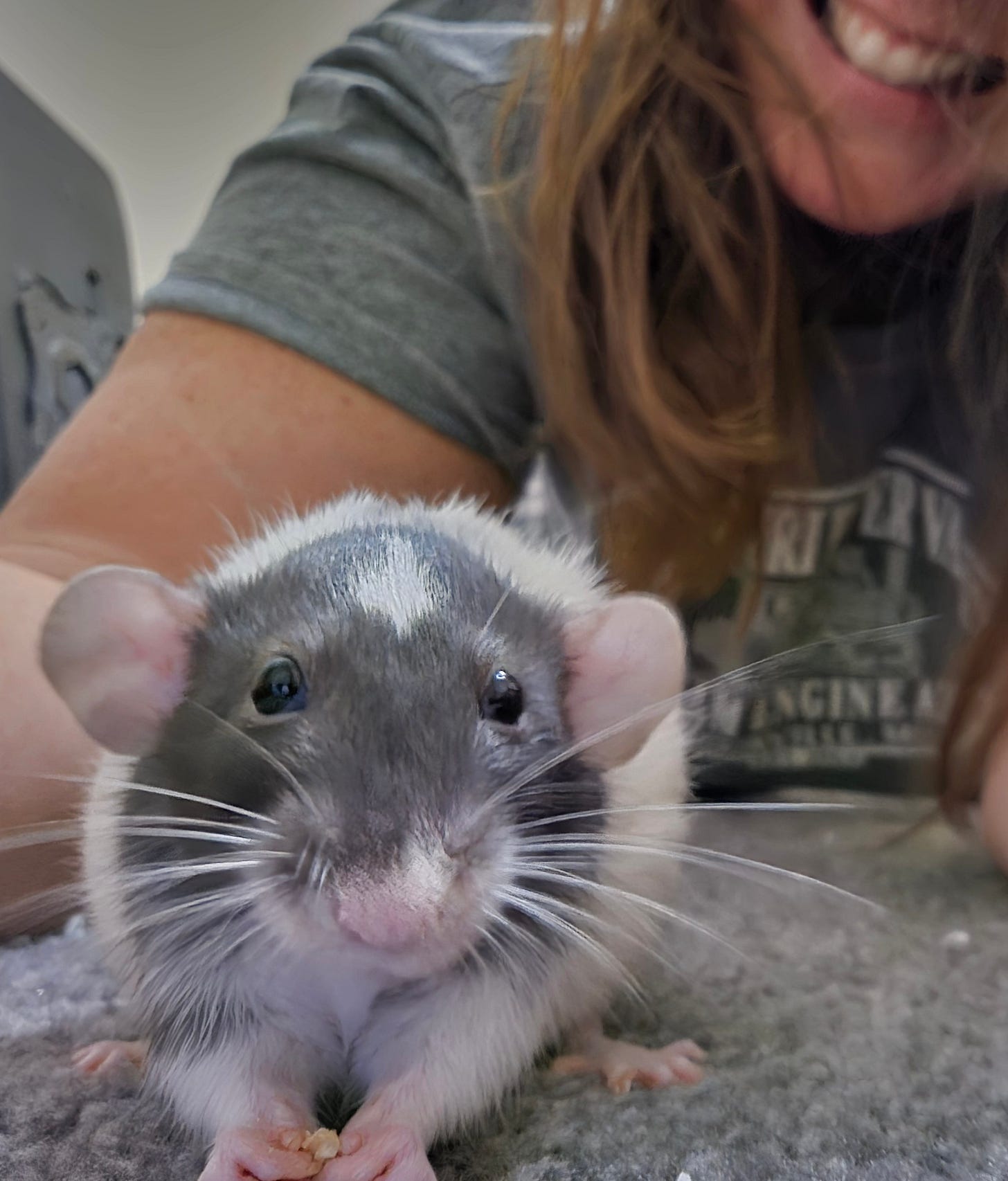 closeup of a gray and white rat posing for the camera with an oat in its paws