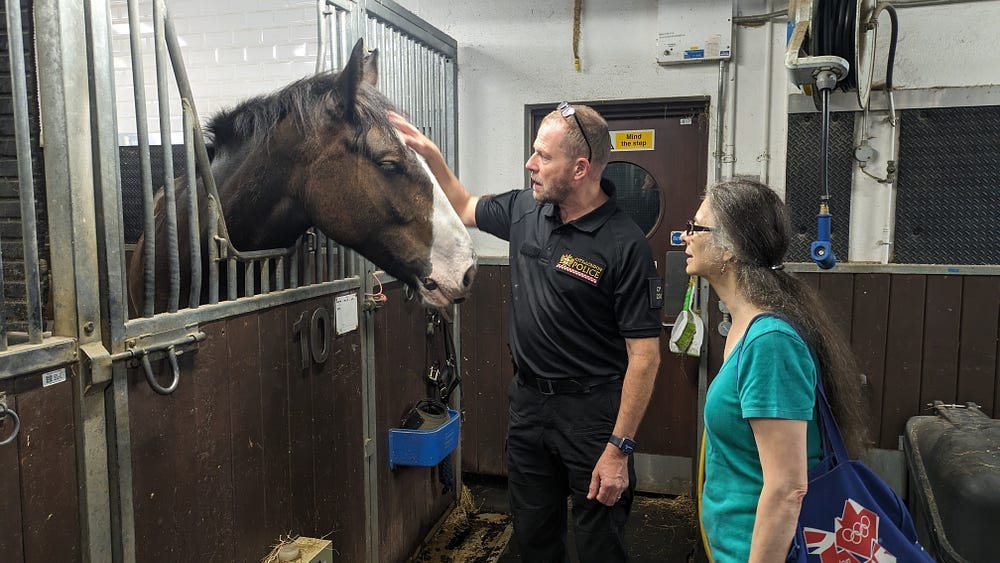 Brown horse with white nose in stall being stroked by police officer in the stables with author in green T-shirt watching. Brown horse with white nose in stall being stroked by police officer in the stables with author in green T-shirt watching.