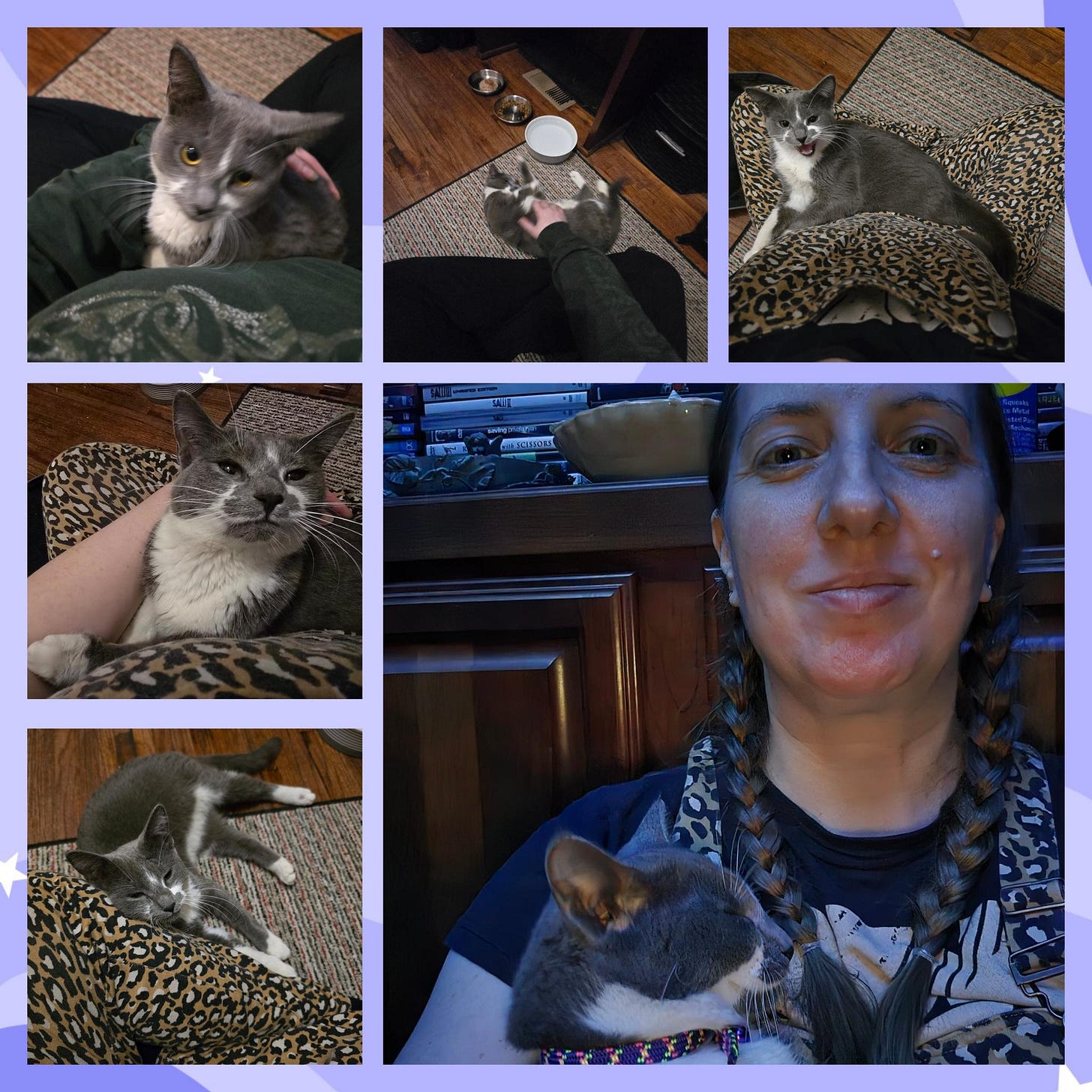 A six photo collage of a small gray cat with white underside mostly snuggling in and near a lap. She is also getting her belly rubbed in one image.