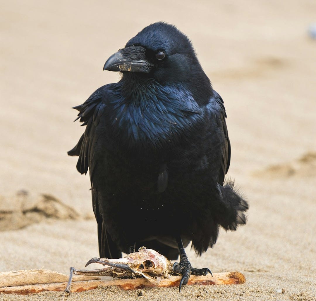 a black bird sitting on top of a sandy beach
