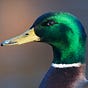 Drake G. Mallard's avatar