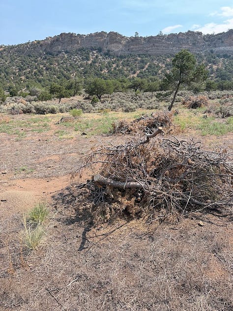 A gallery of fire mitigation techniques at Redwing Ranch: cleared logs piled in an open field, an open grassy area beneath a stand of mature cottonwood trees, and a pile of cleared dead brush and branches, all part of reducing fuel loads across the property.