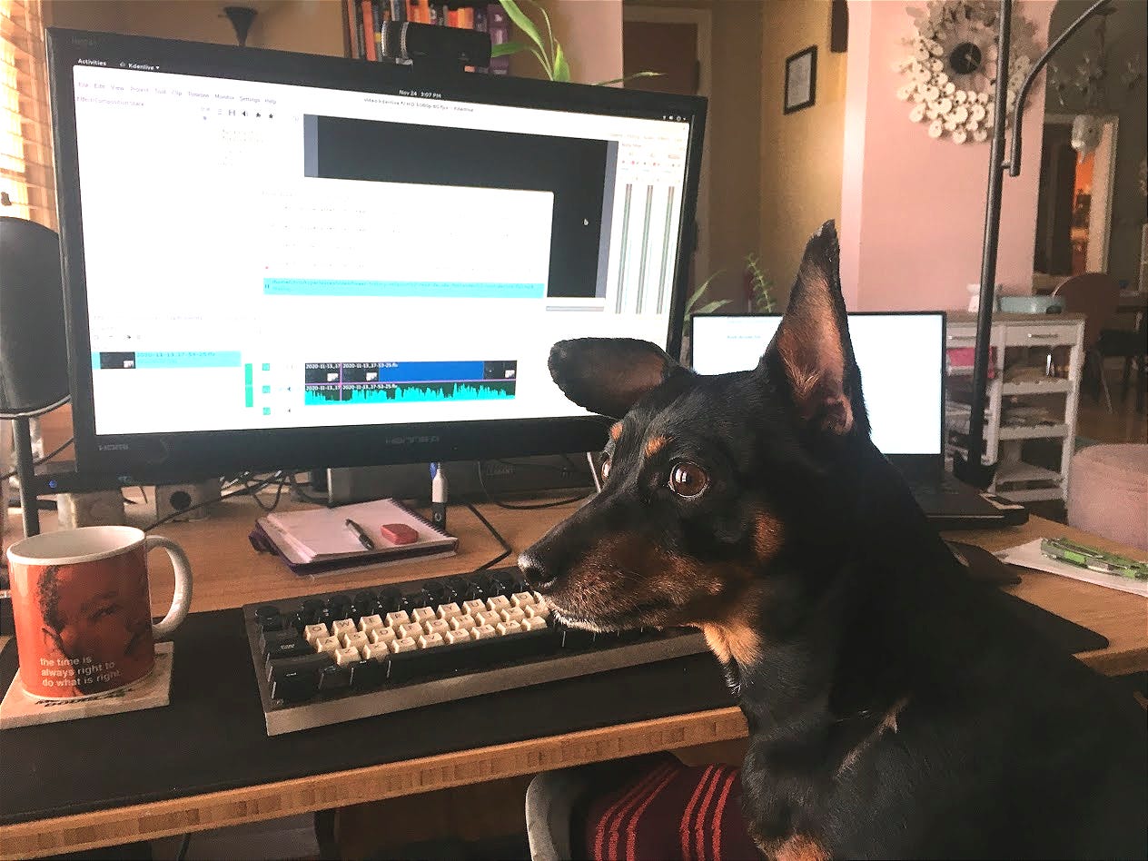A dog named Melman seated at a computer workstation.