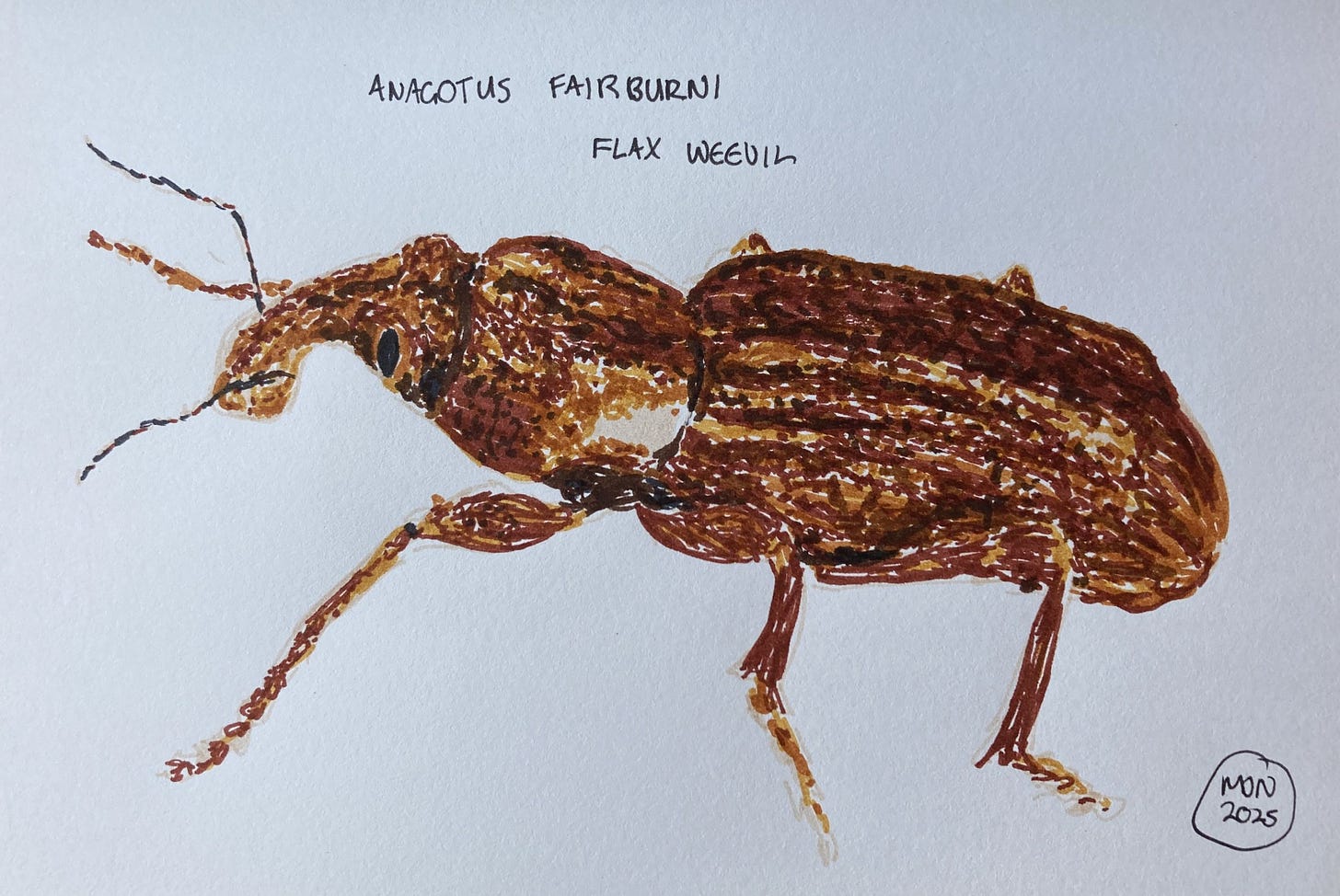 Drawing of mottled brown beetle with stubby snout, Anagotus fairburni flax weevil