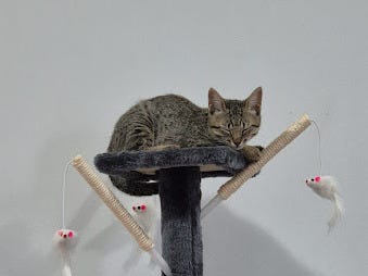 gata filhote rajada dormindo em cima de uma torre de gato; ao redor da torre tem alguns postes com ratinhos de brinquedo