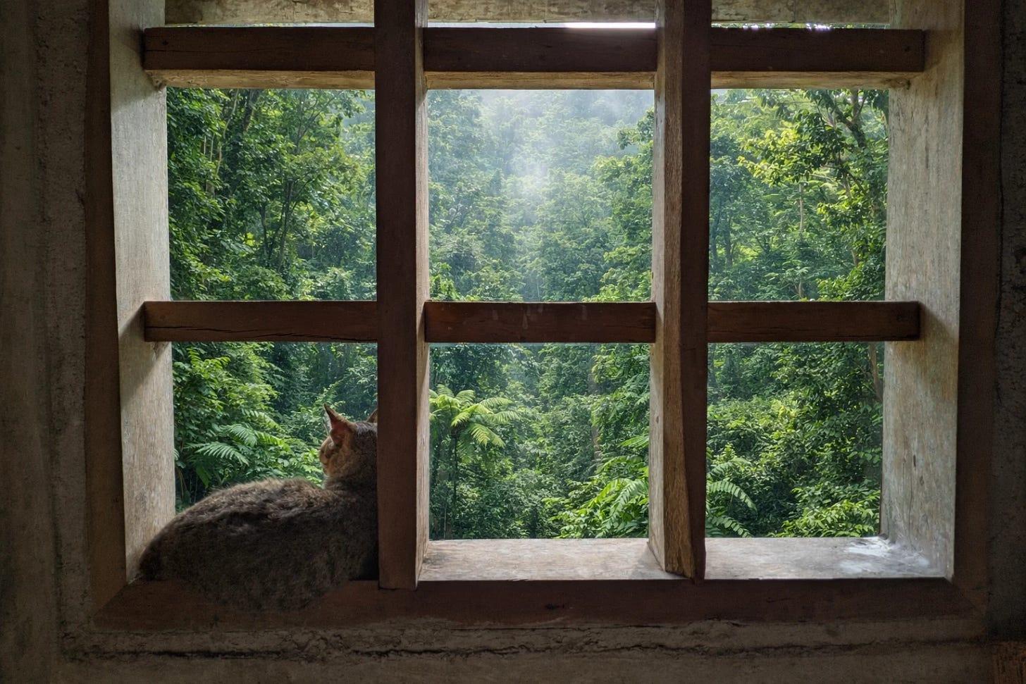 A cat sits on a windowsill looking out at a lush tropical rainforest through a rustic wooden window frame. A cat sits on a windowsill looking out at a lush tropical rainforest through a rustic wooden window frame.