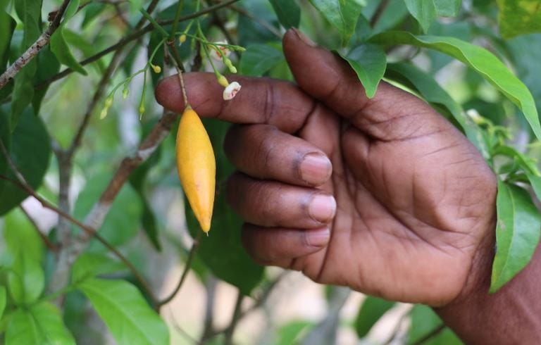 Hand holding an iboga plant fruit, the natural source of ibogaine used in addiction treatment research. Hand holding an iboga plant fruit, the natural source of ibogaine used in addiction treatment research.