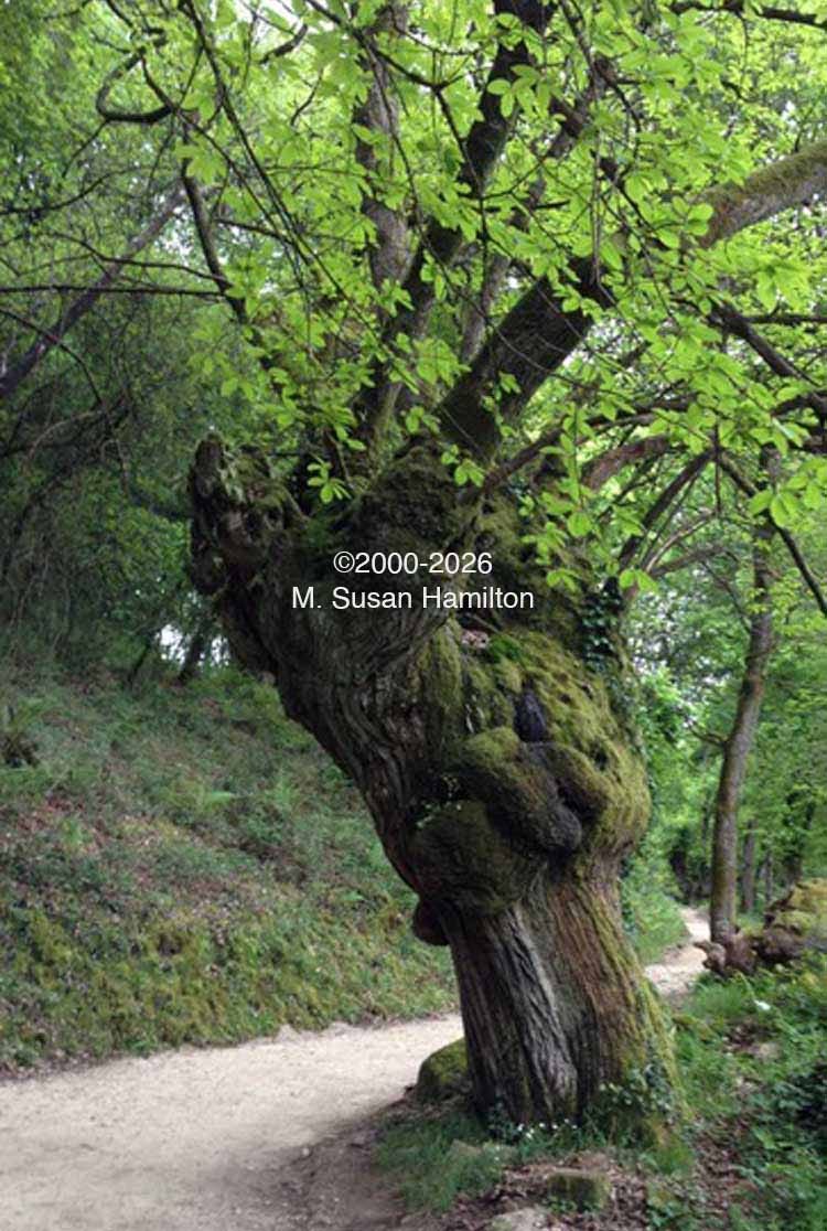 Burled-Knarled Tree, Spain