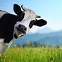Farming's avatar