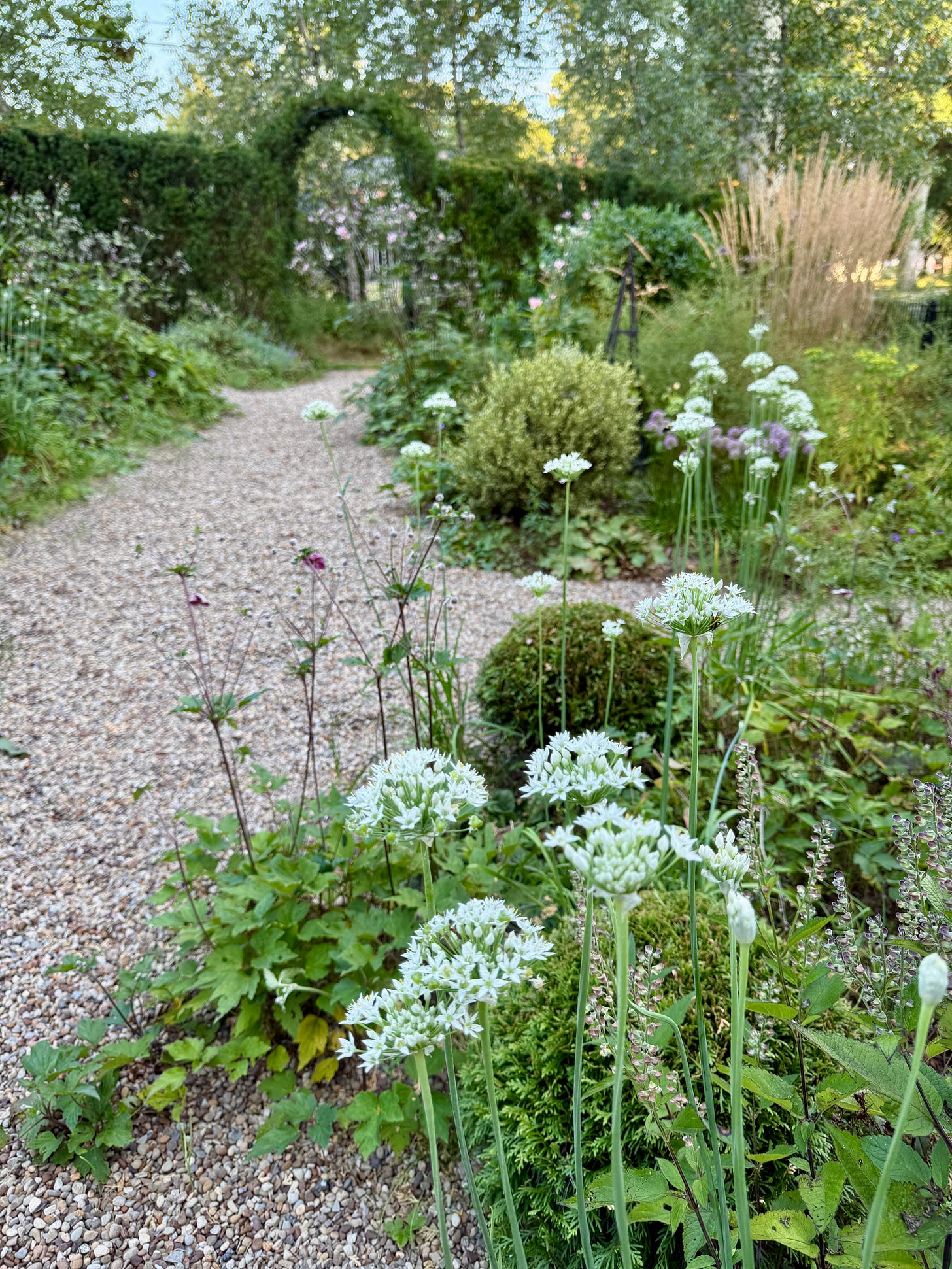 The summer flowers are coming into bloom in the Cottage Garden this week. Allium tuberosum can be an overabundant re-seeder, we do not mind weeding it out so that we can have the white lift at this time of year, as well as abundant pollen.