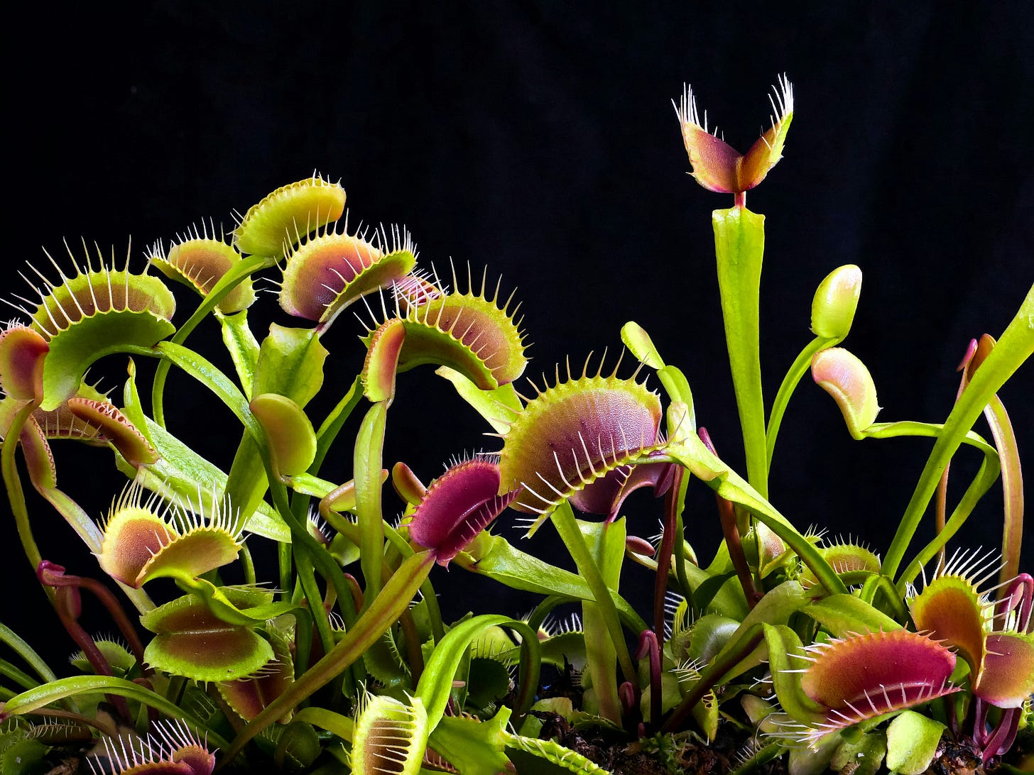 Picture shows several Venus flytrap plants with their jaws open 