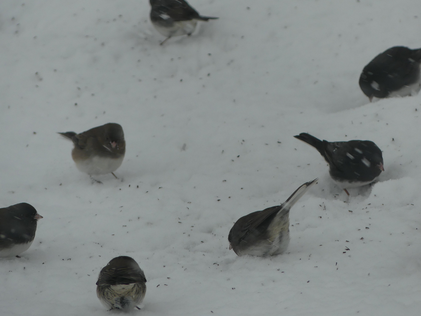 dark gray and white birds peck at seeds on the snow