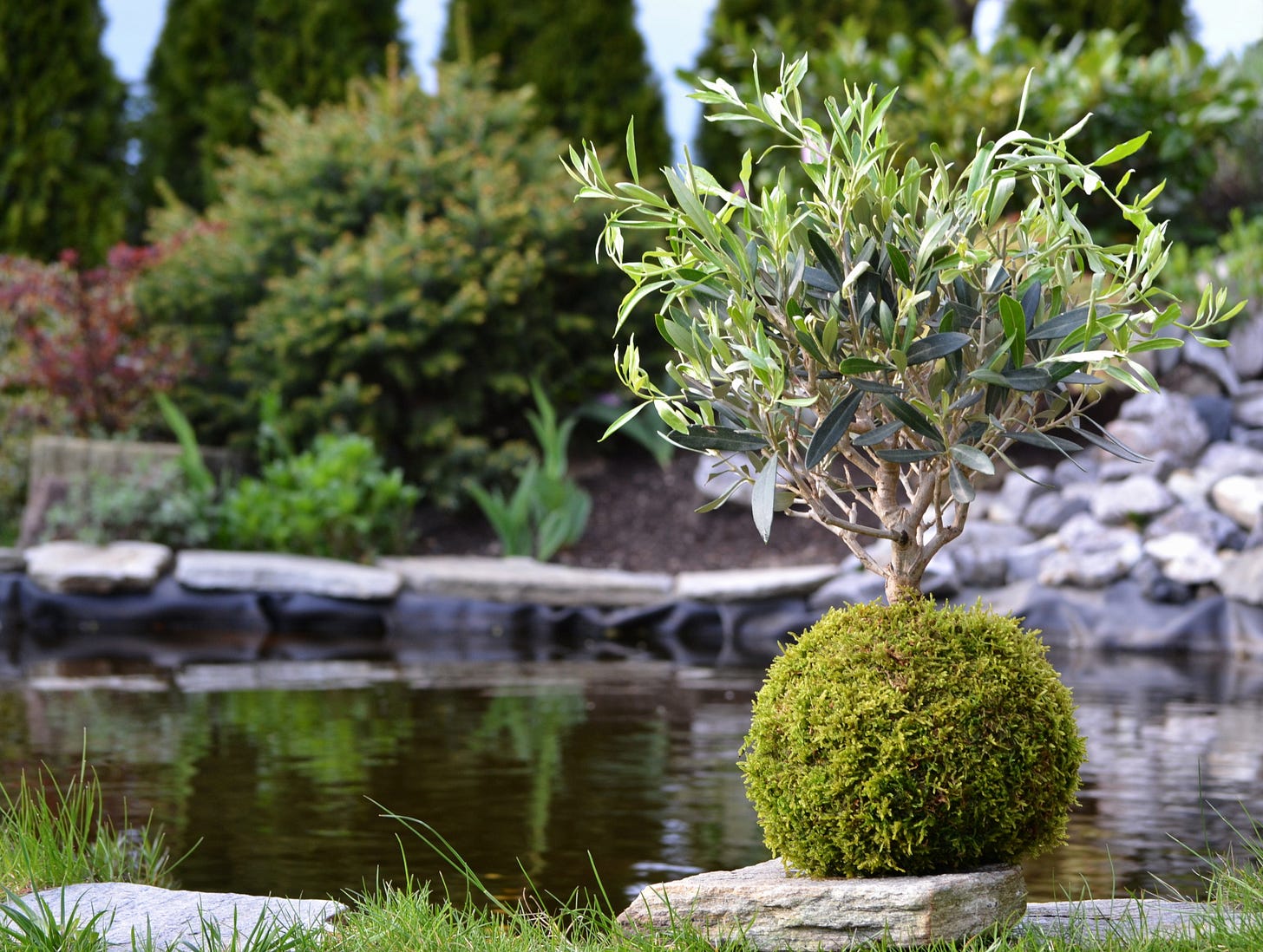 File:Kokedama Olea europaea.JPG - Wikimedia Commons
