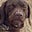 disgruntled dog's avatar