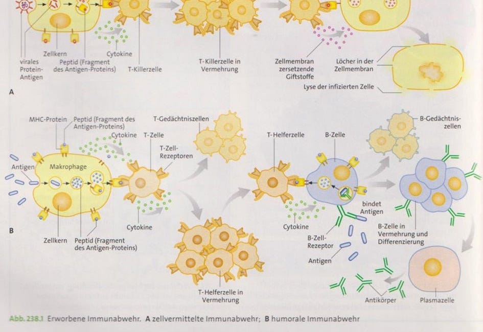 Mögliche Autoimmunmechanismen durch COVID-modRNA-Produkte