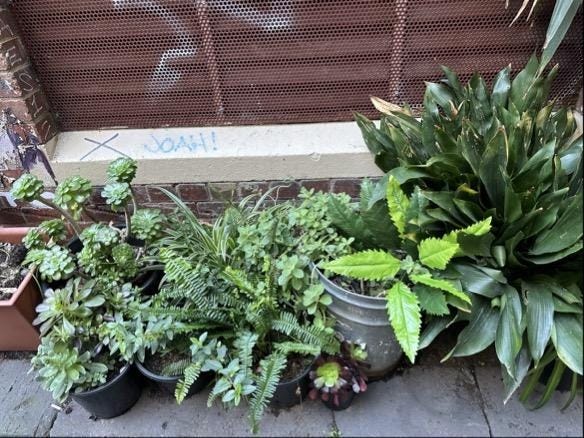 A group of plants in pots

Description automatically generated