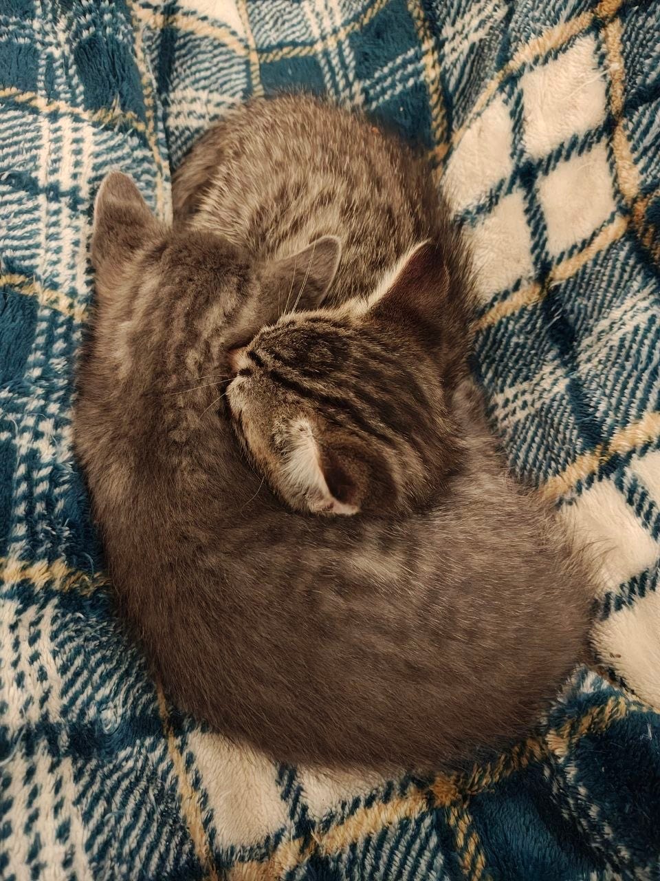 Alt text: Two small tabby kittens curled together on a soft blue, cream, and tan plaid blanket. One kitten is gray and the other is brown with darker stripes, and they are nestled face-to-face in a cozy sleeping pose. Alt text: Two small tabby kittens curled together on a soft blue, cream, and tan plaid blanket. One kitten is gray and the other is brown with darker stripes, and they are nestled face-to-face in a cozy sleeping pose.