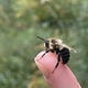 Bee Curious