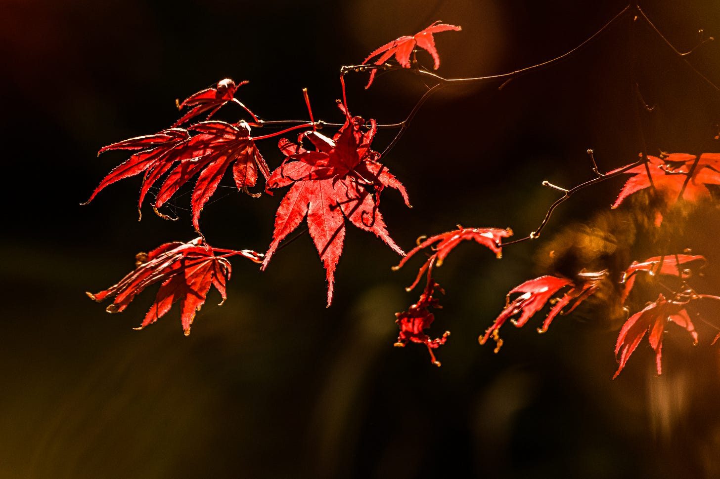 Autumn Maple Tree in Exeter Capability Brown gardens