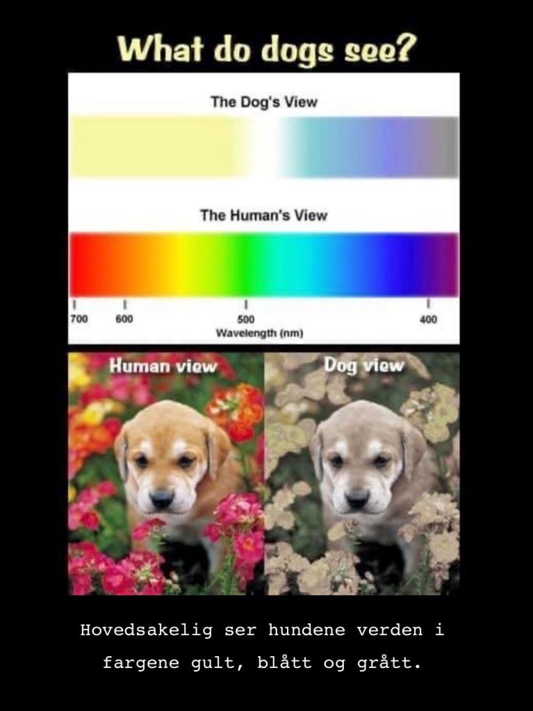 Dette bildet mangler alt-tekst; dets filnavn er fargesyn-2-YBg4xRLG3WFXBr7X.jpeg Dette bildet mangler alt-tekst; dets filnavn er fargesyn-2-YBg4xRLG3WFXBr7X.jpeg