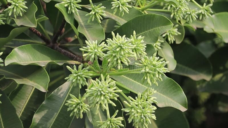 Alstonia scholaris stock footage. Video of fresh, scholaris - 254673082